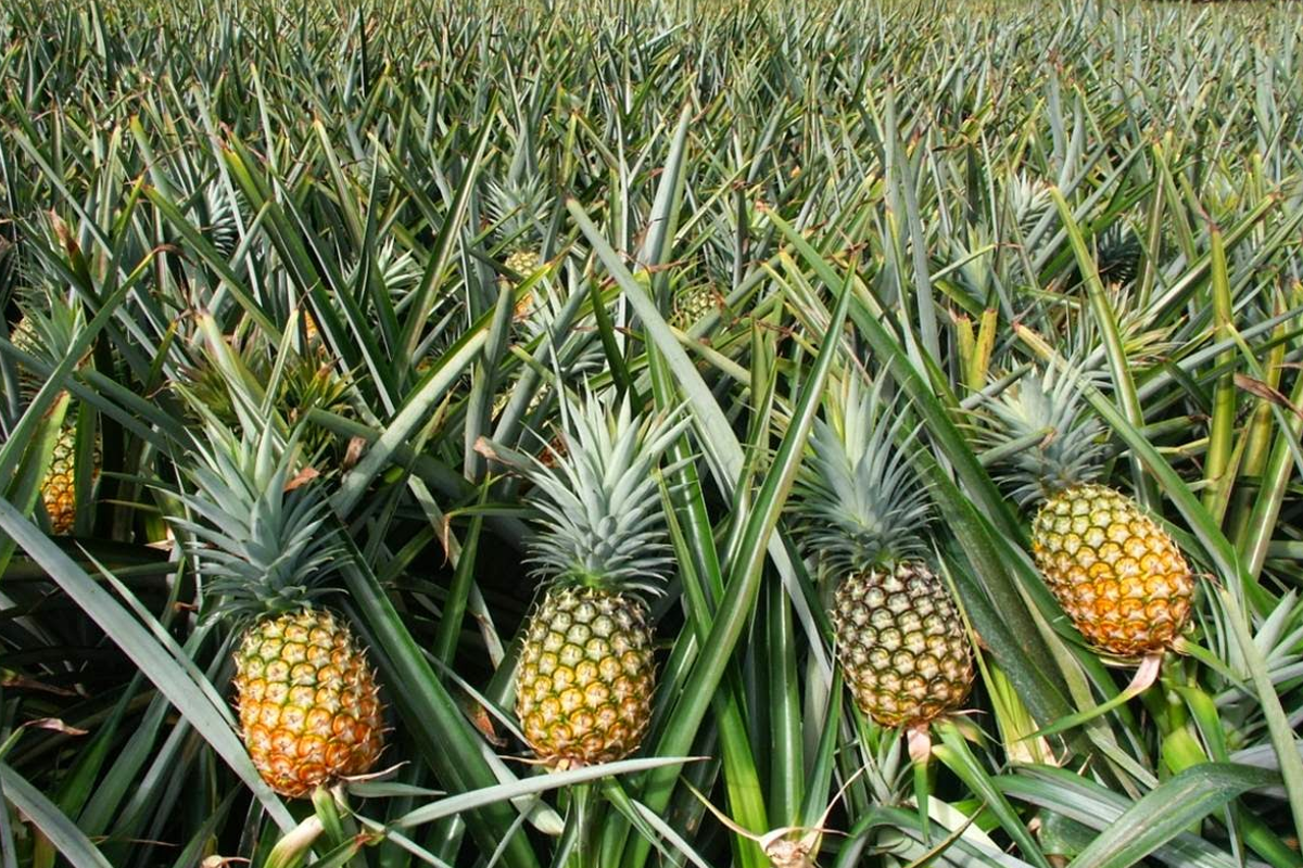 Ananas Yaprağından Otomobil Döşemesi