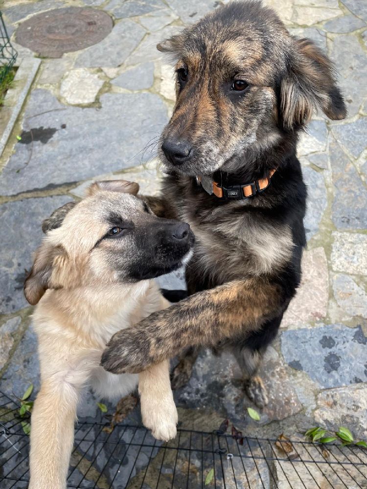 Osman ve Pluto