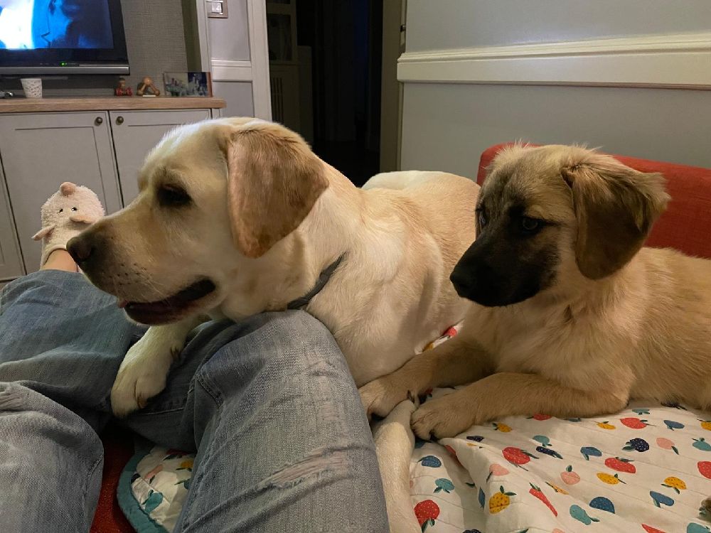 Osman ve Sunny